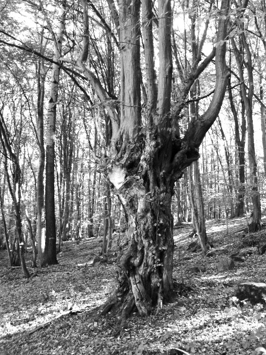 Stromy cestou pod skály