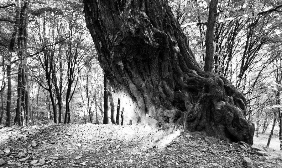 Stromy cestou pod skály