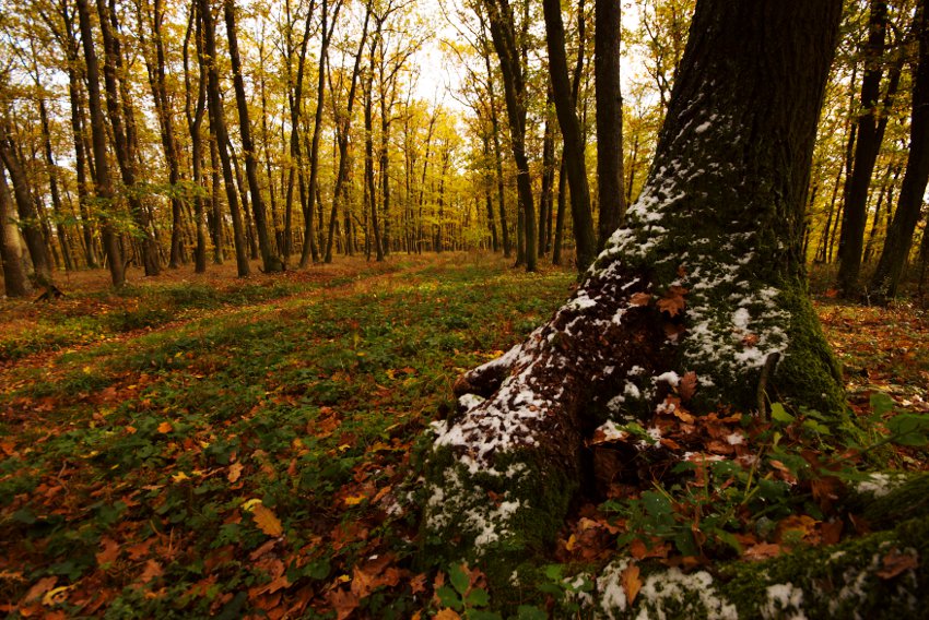 Zbytky prvního sněhu