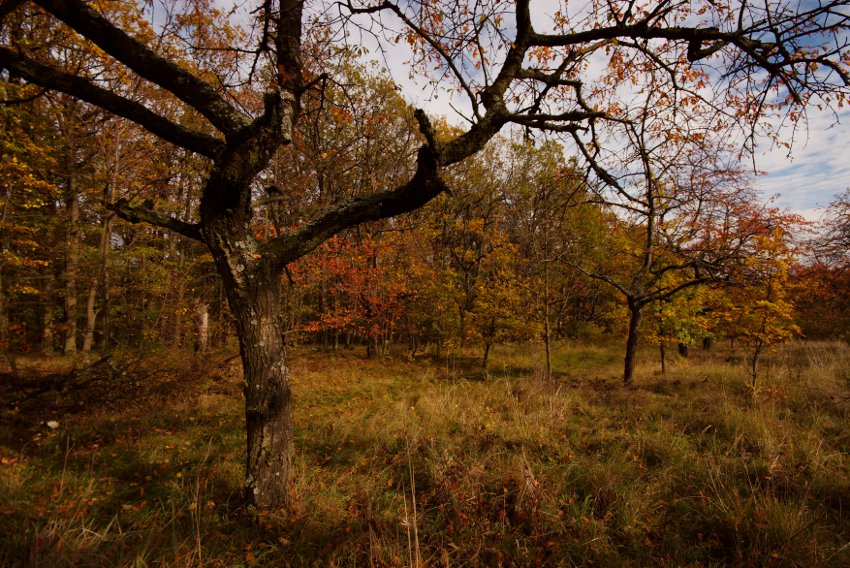 Ze sadu ve Střelickém lese