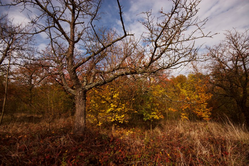 Ze sadu ve Střelickém lese
