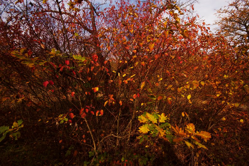 Ze sadu ve Střelickém lese