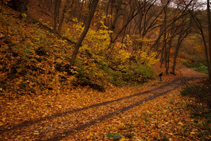 Maky fotí odrazy v kalužích