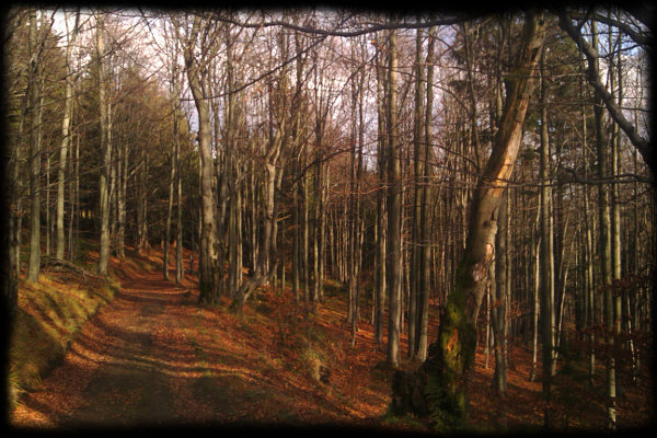 U Hepnerky vbíhám do lesa