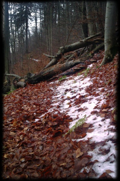 Tato stará pralesní stezka byla nejhezčí částí výběhu