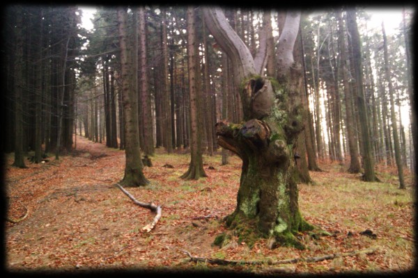 Klesání dolů na Kozinec kolem starého stromu, který tam takhle stojí už od mých prvních krůčků