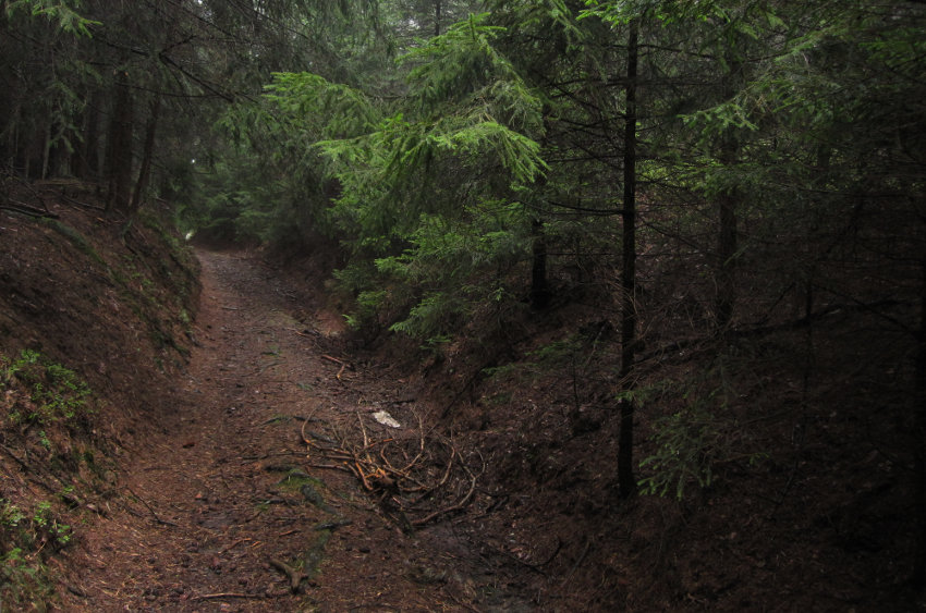 Krásné lesní úseky (akorát že na toto místo jsem přijel zprava z těch hustých smrčků)