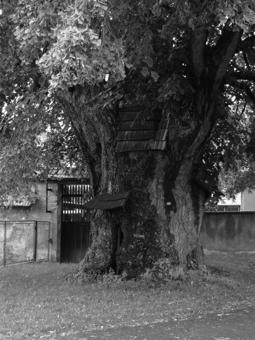 700 let starý strom (prý)