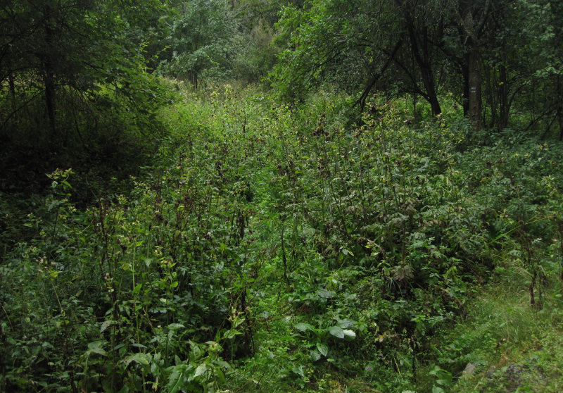 No tohle, značka tam fakt vedla, raději jsem to objel lesem, což se "ve finále" ukázalo jako ještě horší varianta