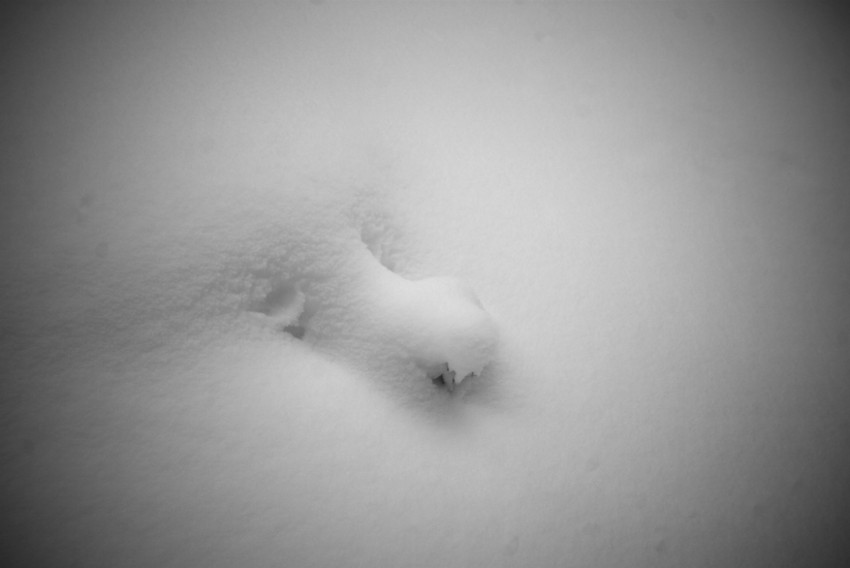 Lesní skřítek na vše dohlíží