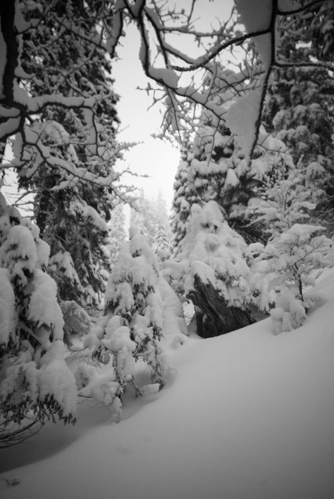 Divočina na svazích Červené hory