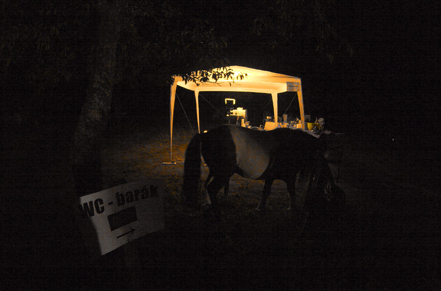 Poník, který se motal mezi lidma, jedl chleba a pil pivo