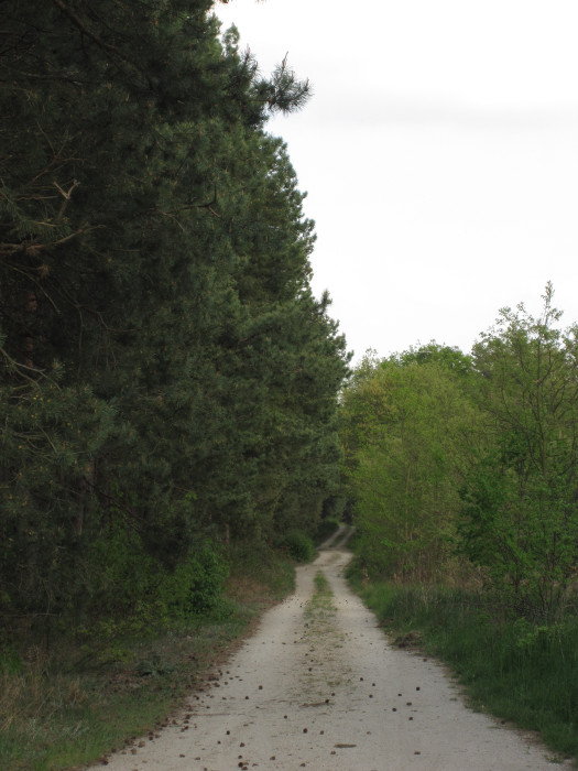 Cesty kolem Ladenské aleje