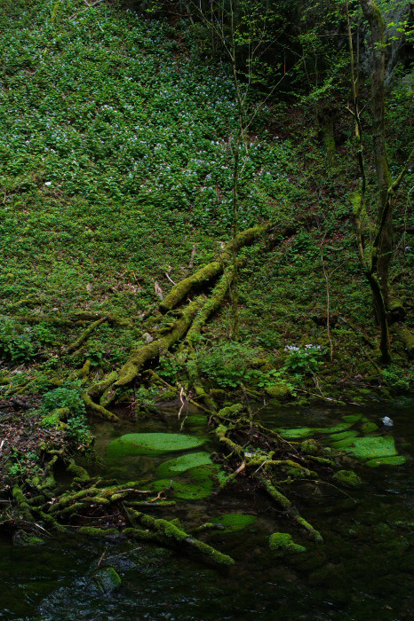 Punkva v Pustém žlebu