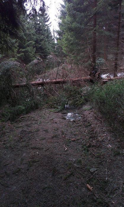 Přelézám spousty popadaných stromů z nedávné vichřice
