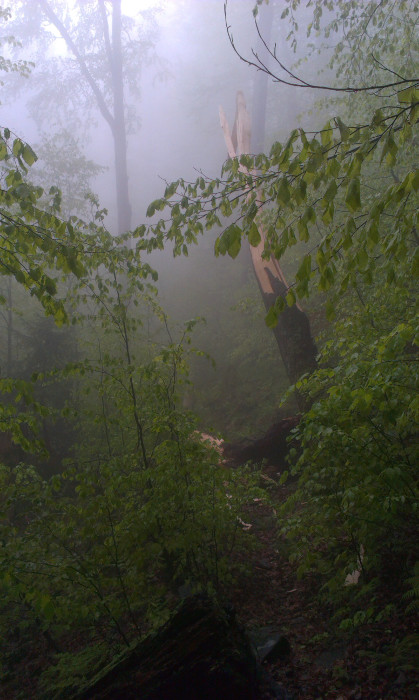 Jeden obrovský buk spadl přímo na cestičku