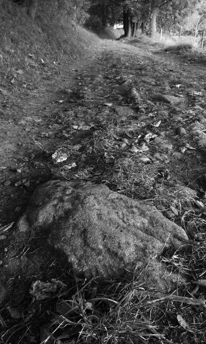 Kolik generací tudy už ťapkalo?