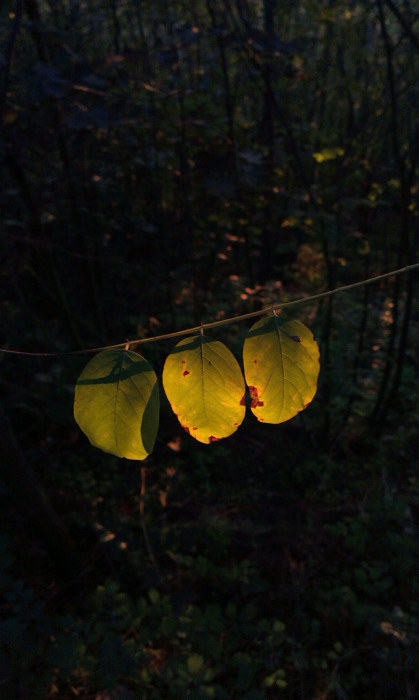 Západ slunce v lesích pod Palačákem
