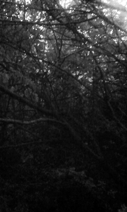 Z kouzelné zahrady v Komíně