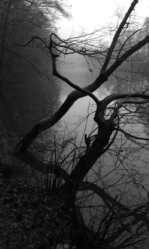 Pozorujeme vodu a staré stromy