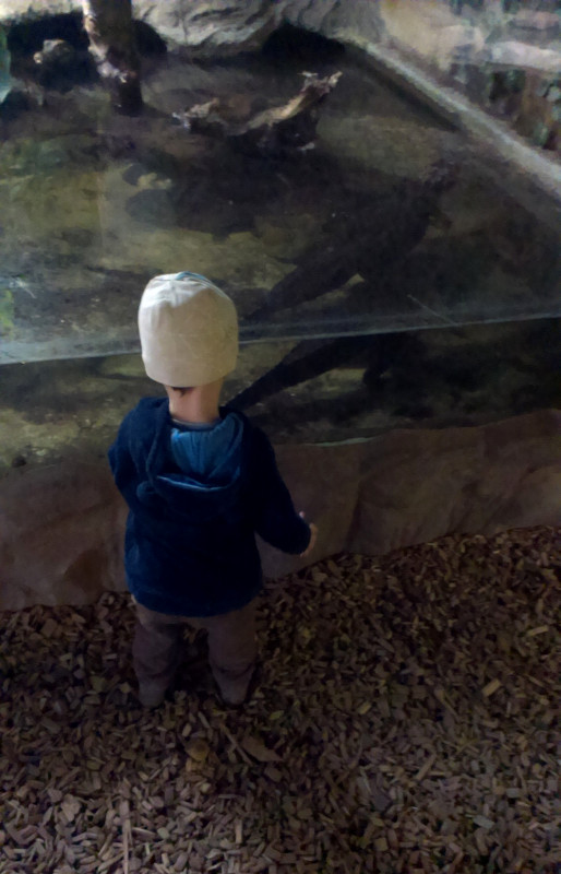 Na Staré radnici koukáme na umělého, tady konečně jeden živej