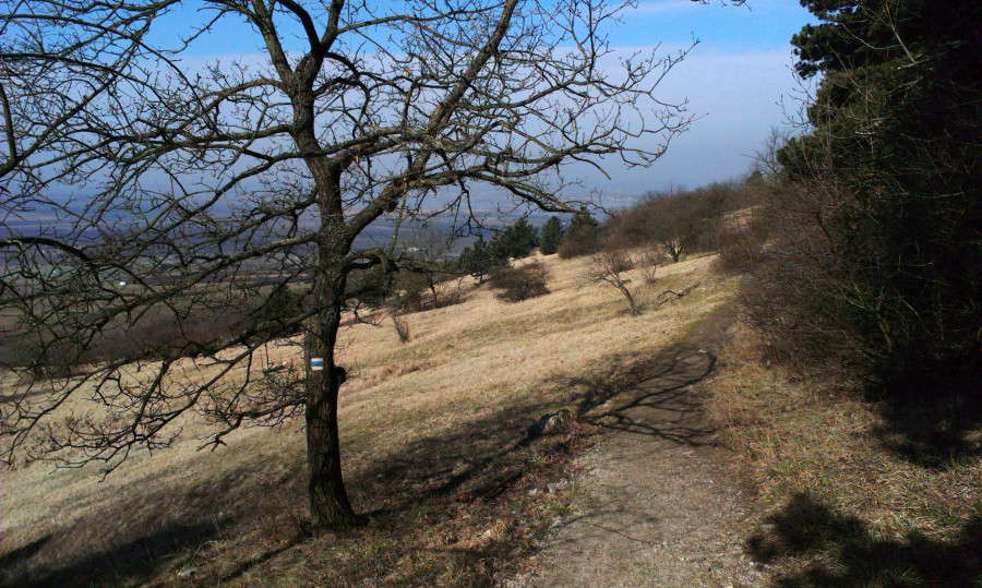 Vybíhám  traverzem vrcholu Pálava