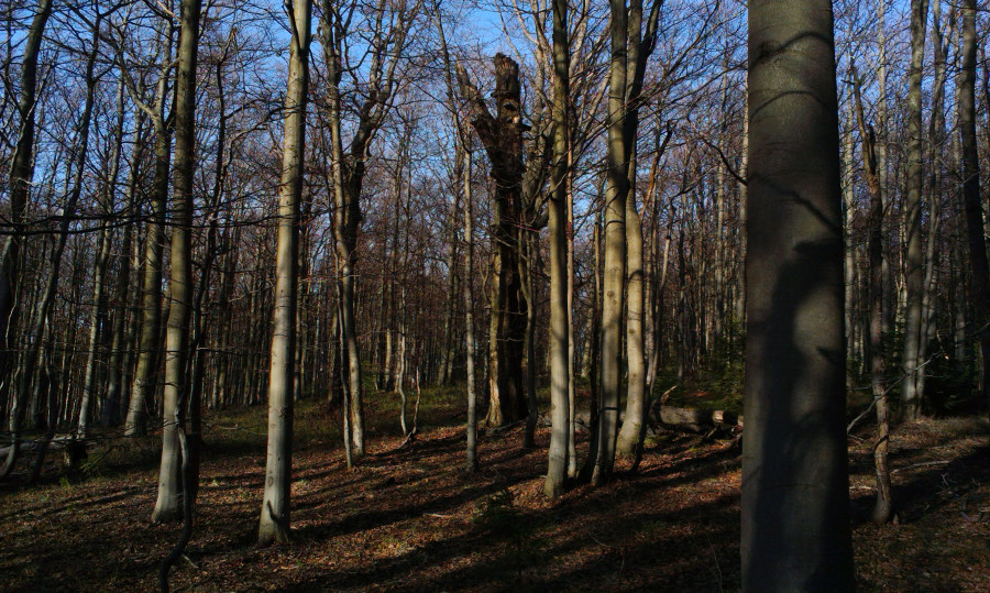 Poznávám stromy, které jsem chodil dříve fotil