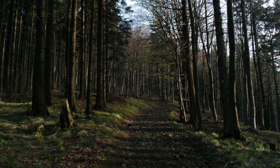 Tam vzadu, na hranici pralesa, jsme se vynořili