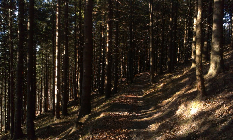 Po takových cestičkách to běhá samo