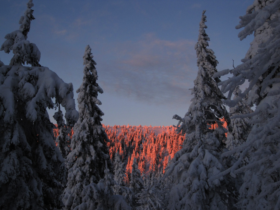 Místo zlaté přichází růžová a fialová