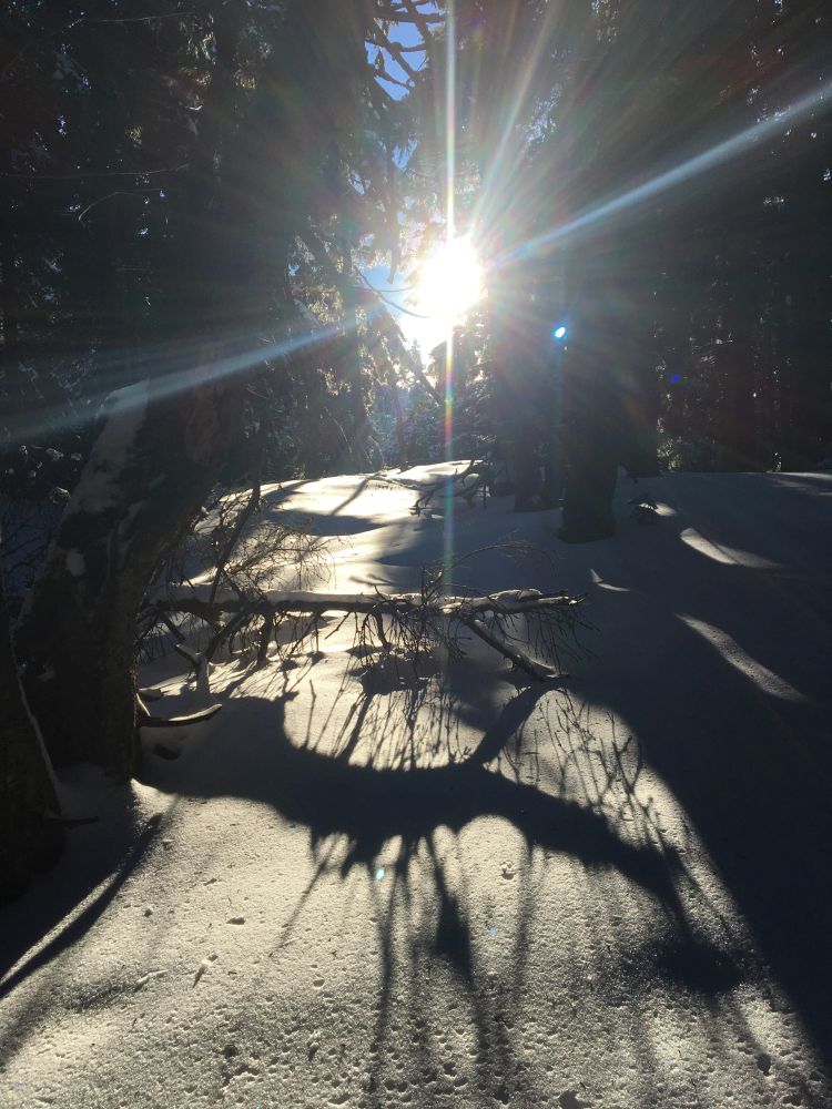 Užívám si procházku po lese