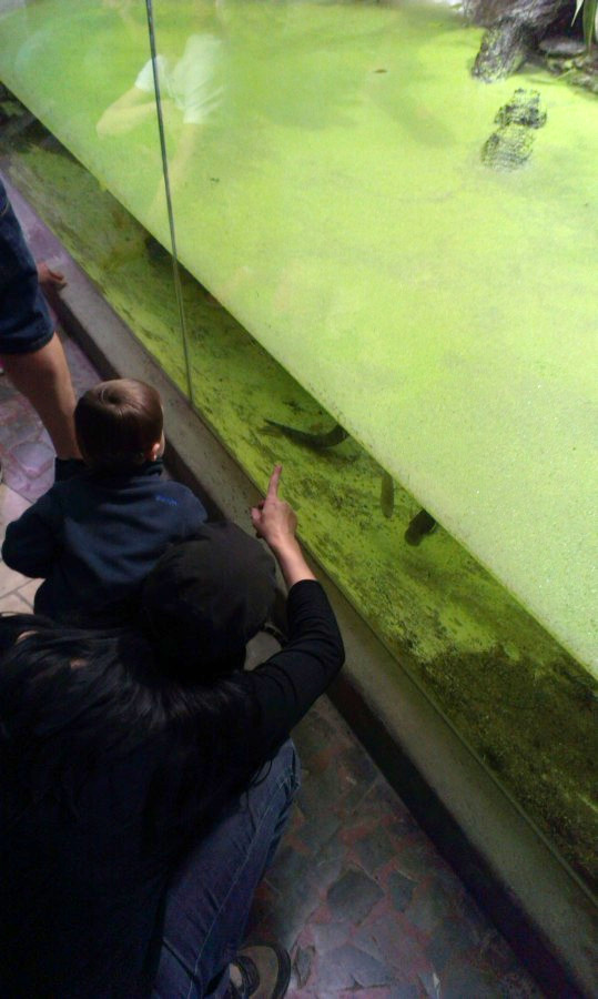 Krokodýli jsou taky oblíbení, ale máme je i v Brně