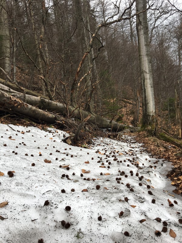 Největší zbytek sněhu