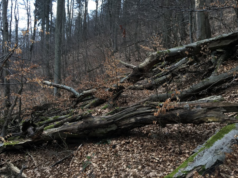 Tempo nic moc, ale baví mě to