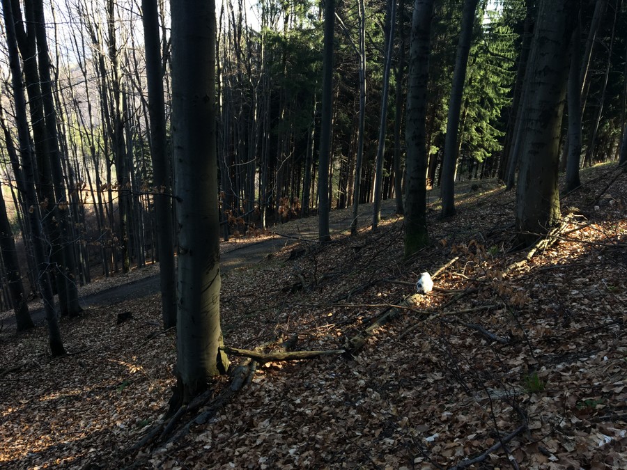 Bílá kočka v hlubokém lese, daleko od civilizace