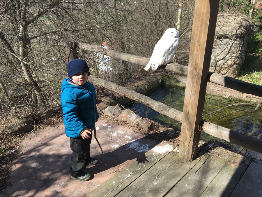 Sova se vůbec nebála