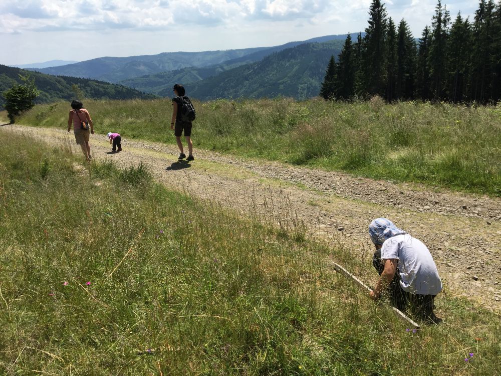 Nad Kamenitým, je vidět hraniční hřeben