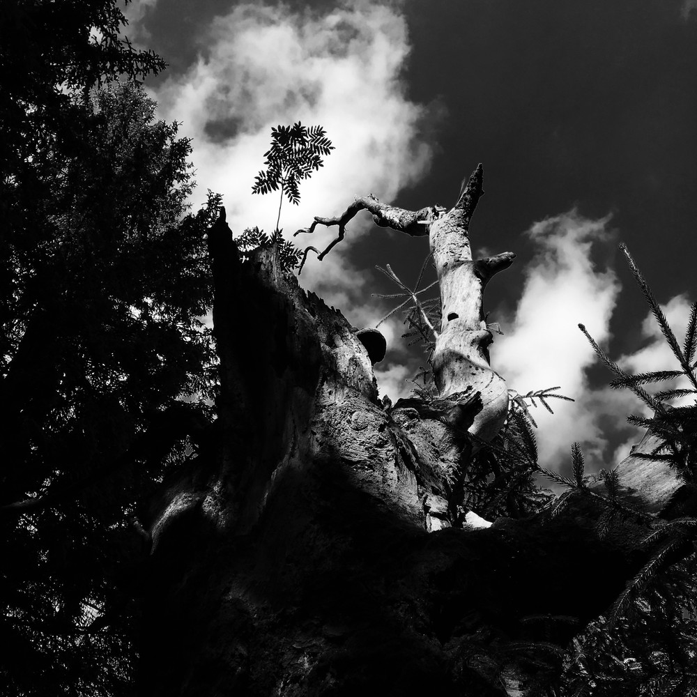 Když jsem byl malý, byl tento buk zelený