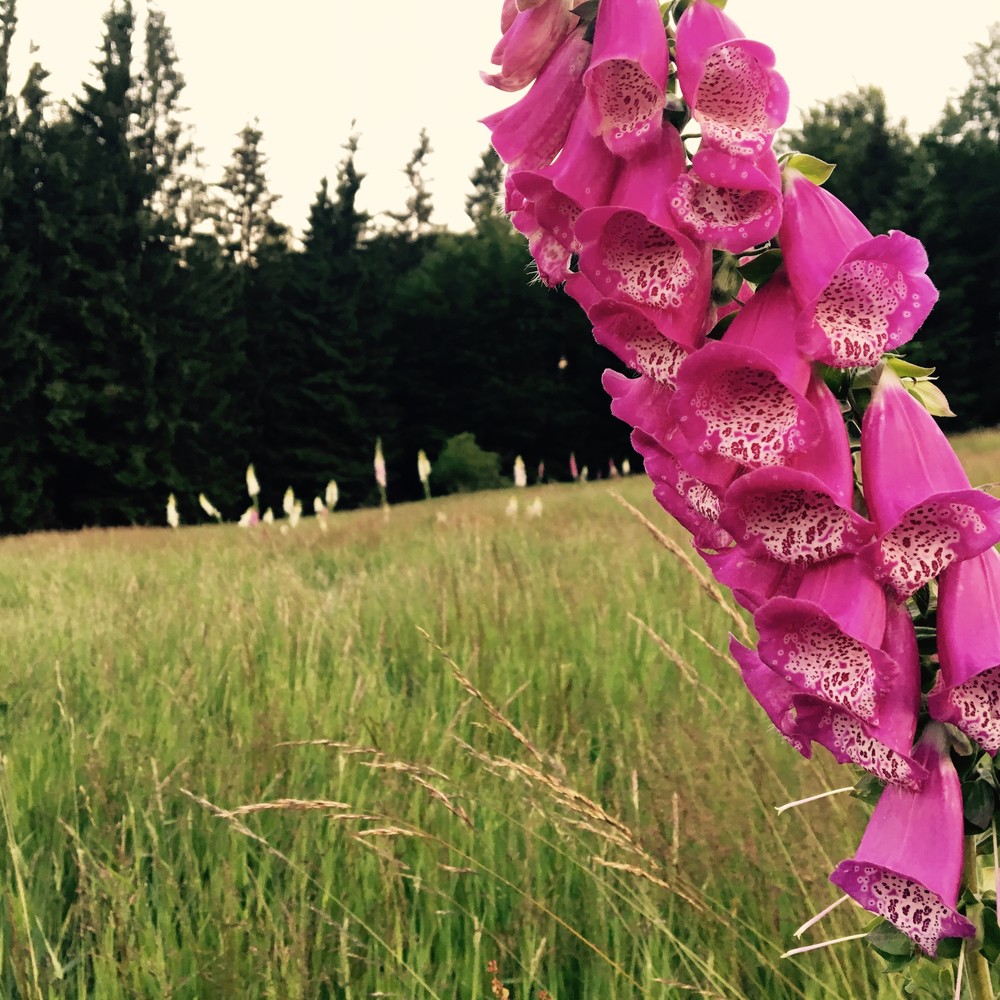 Na louce za studánkou