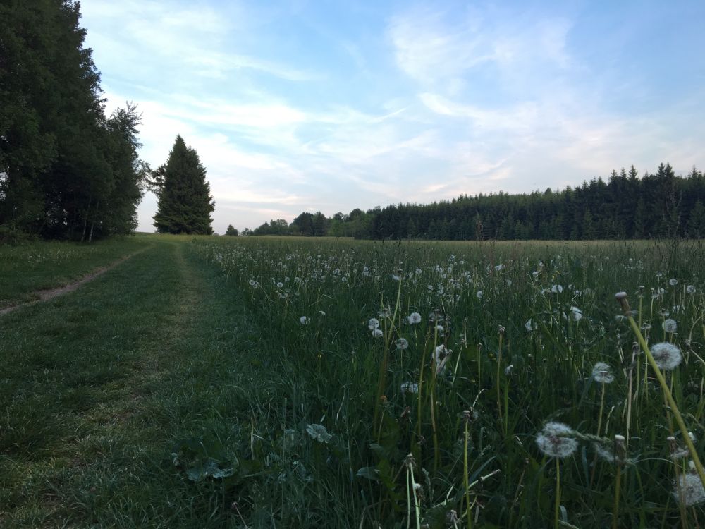 Louky pod Drátníkem