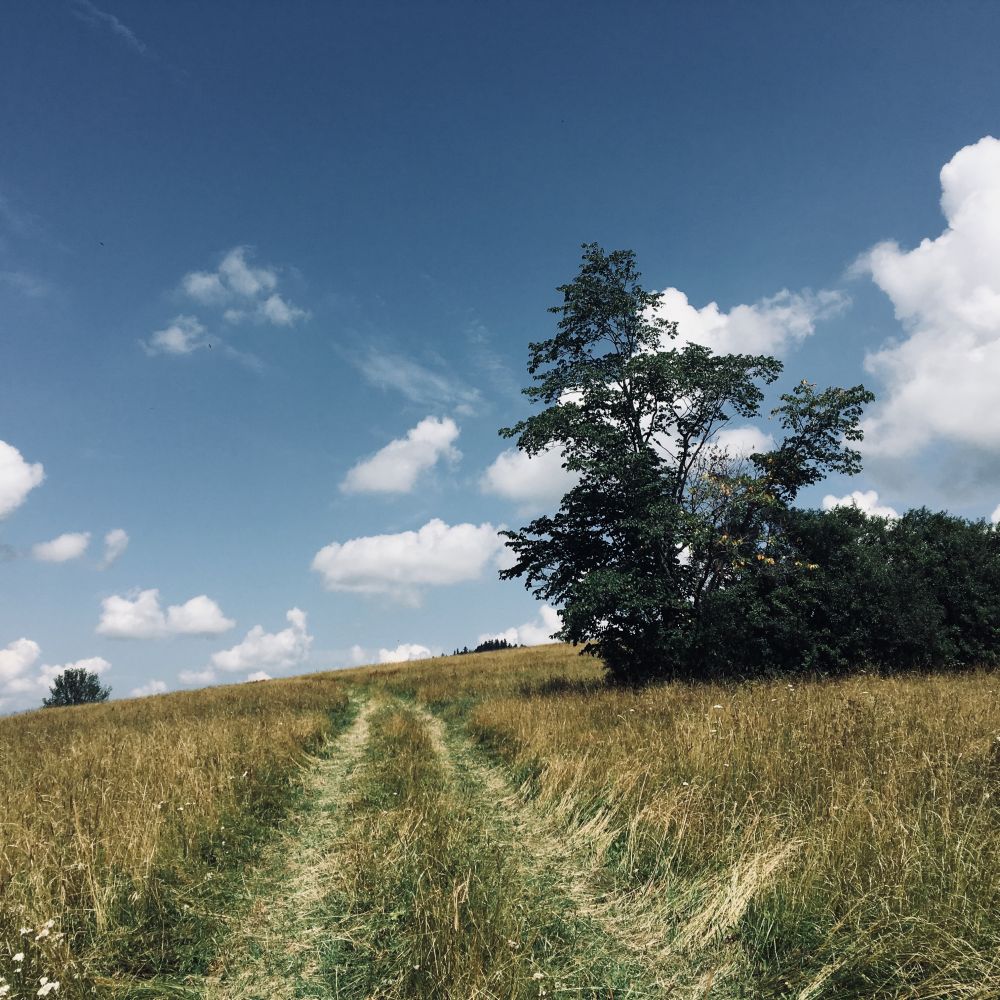 Procházka po loukách