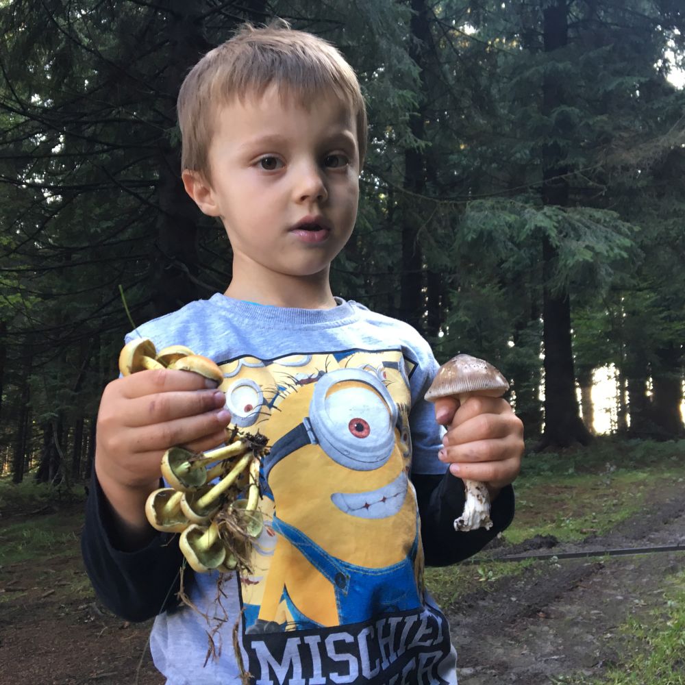 Sbíráme vše co roste