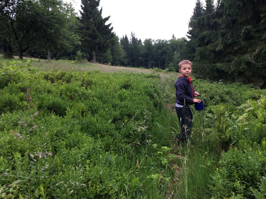 Brzy ráno jsme museli na borůvky