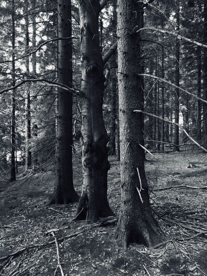 Jak smrky vytlačují buky