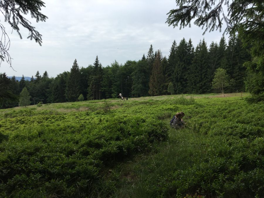 Děti sbírají, my s Maky máme klid