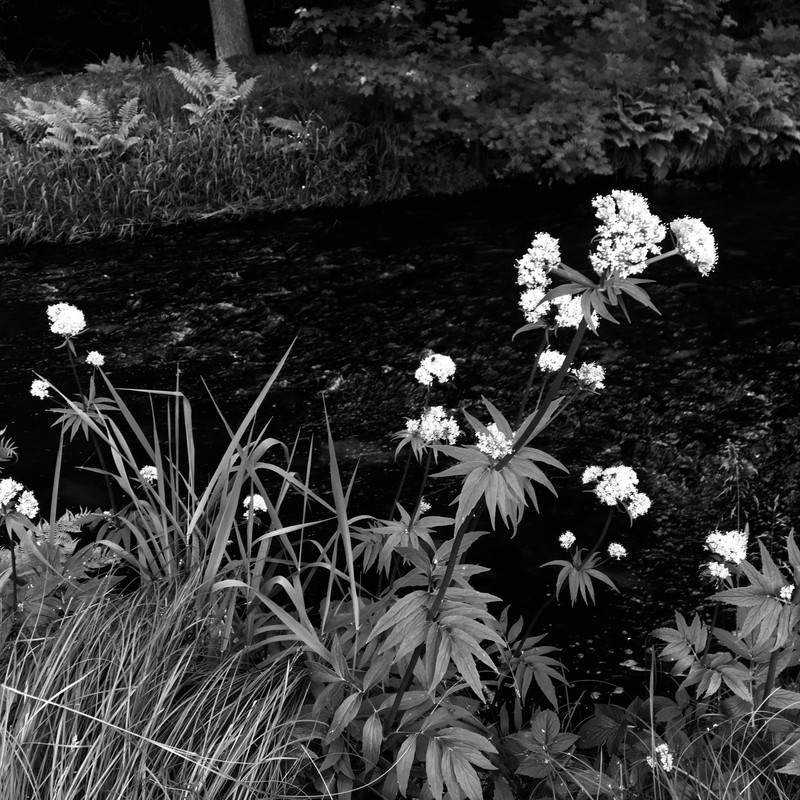 Ten potok (Svratka) dole v Kukyho lese se mi líbí