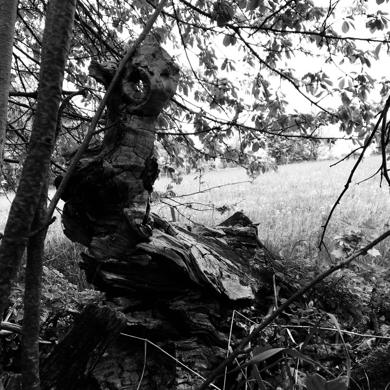 Příšera v remízku