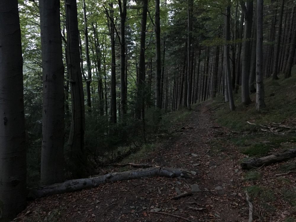 Lesní cestičky - užívám si rychlost z pohybu na kole