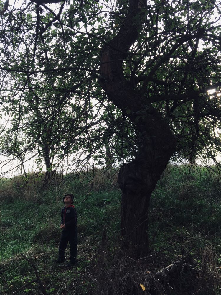 Jabloň - je třeba se posílit