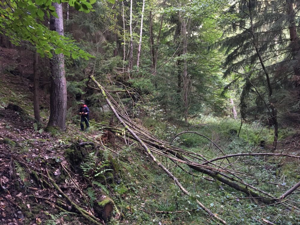 Procházíme divočinou v údolí Blahoňůvky